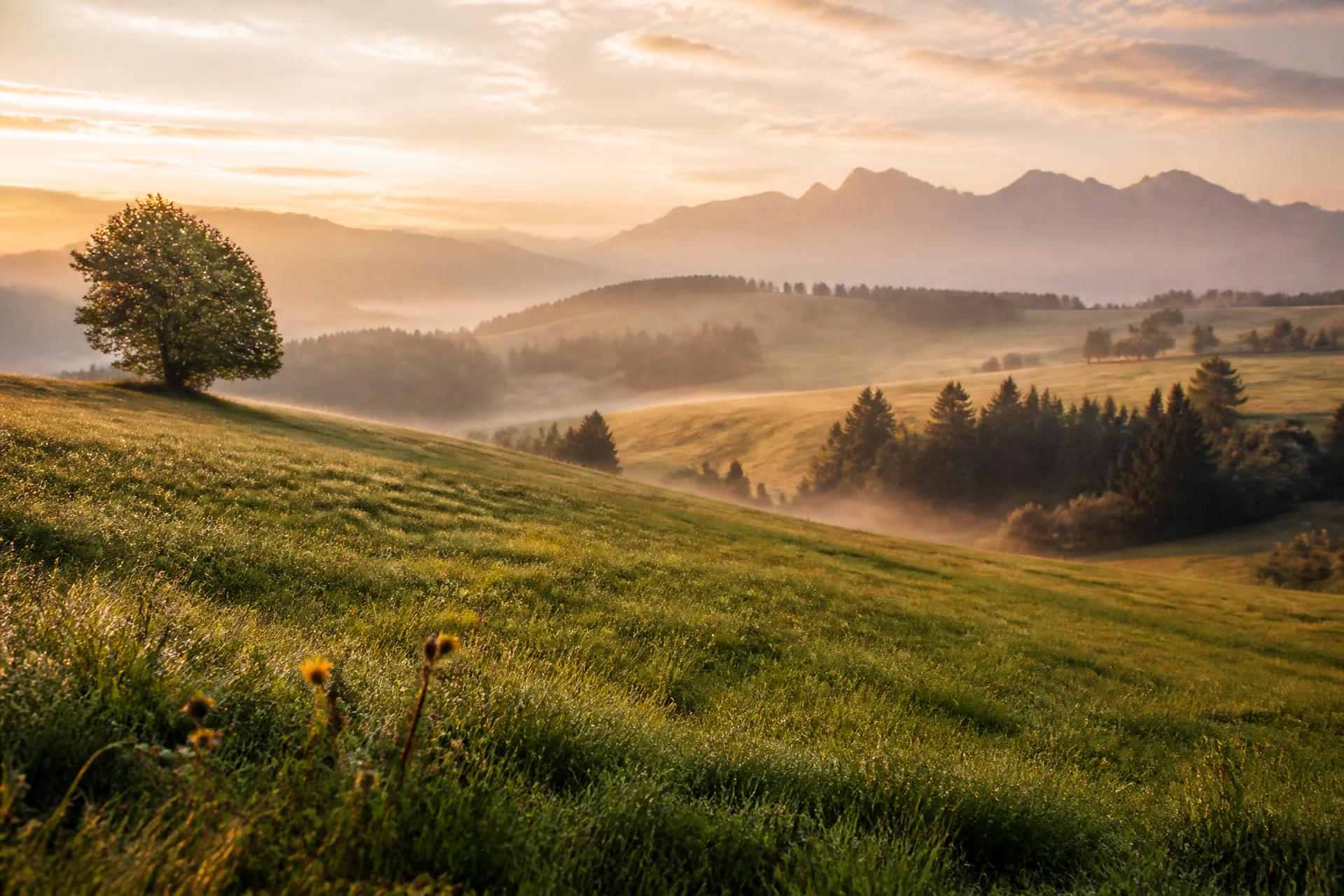 Sanft nebelverhangene Wiesenlandschaft in Bayern im Morgenlicht